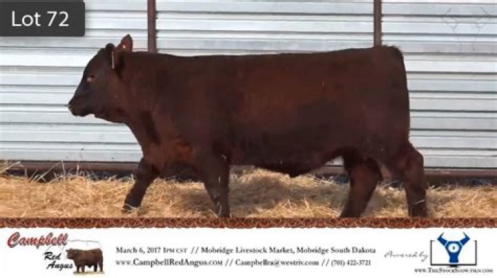 Campbell Red Angus: The Premier Choice For Quality Beef