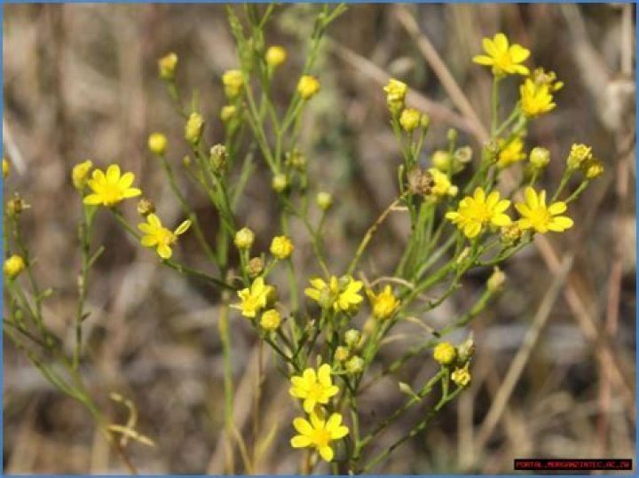 Captivating Pictures Of Broom Weeds: A Visual Guide