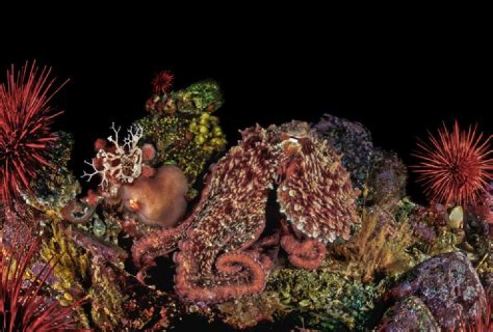 Discover Captivating Photos Of Purple Octopuses