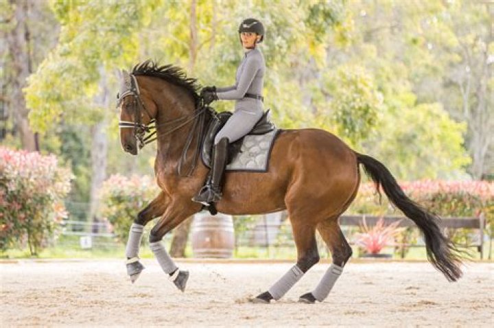 Discover The Art Of Equestrianism With Danielle Horseshoe Inc.