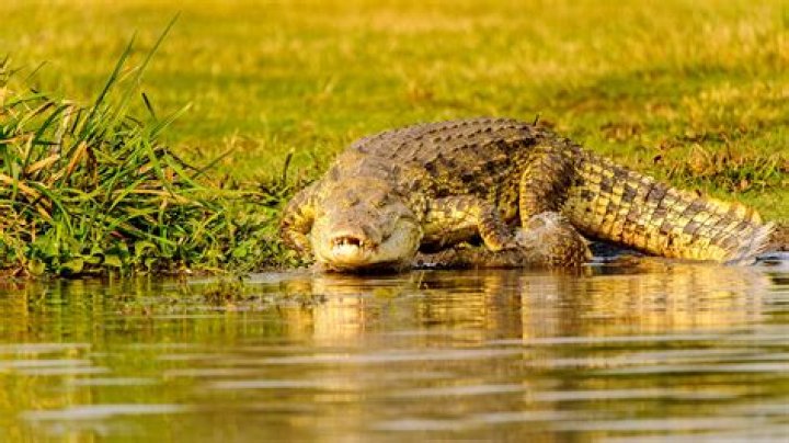 Discover The Astonishing Amazon Jungle Crocodile