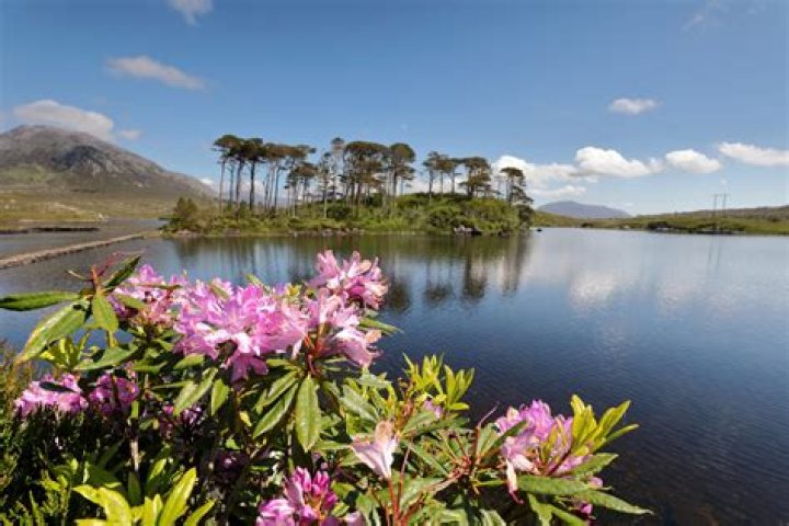 Discover The Enchanting Pine Island: A Connemara Paradise