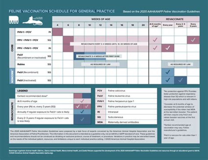 Discover The Essential Guide To FeLV: Prevention, Treatment, And Support
