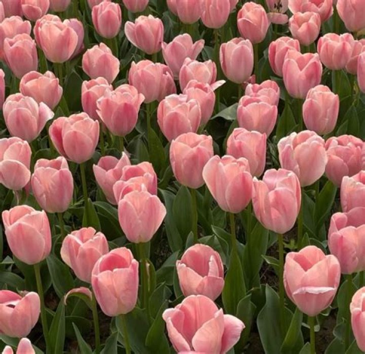 Discover The Exquisite Beauty Of Three Perfect Tulips