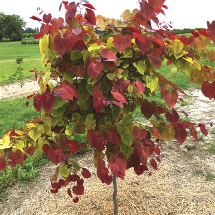 Discover The Graceful Heart-Shaped Leaves Tree: A Majestic Addition To Your Landscape