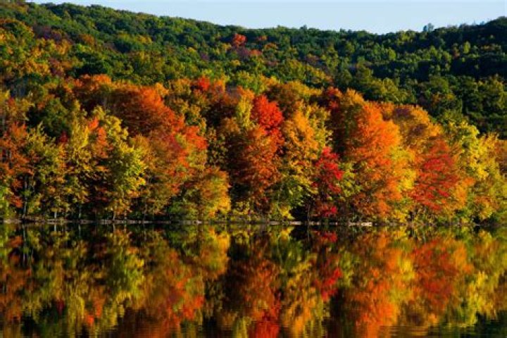 Discover The Majestic Canopy: Exploring The Unique Foliage Of Canopy Oak Leaves