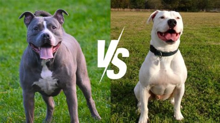 Discover The Truth: Pitbulls In St. Paul