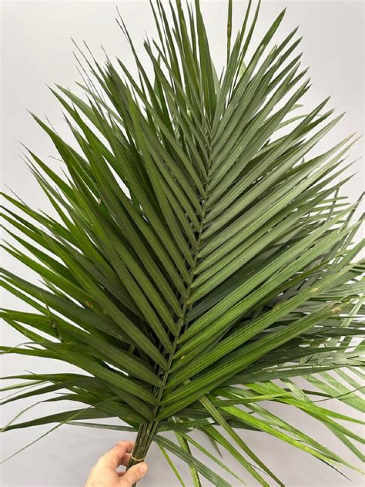 Discover The Versatility Of Palm Leaf Fronds: Adorning Your Home And Beyond