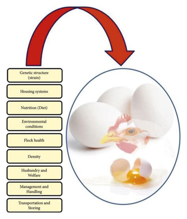 Does The Shiny Charm Affect Eggs? The Truth Revealed