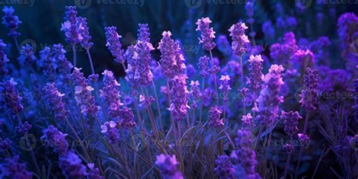 Enchanting Flowers From Israel: A Visual Journey