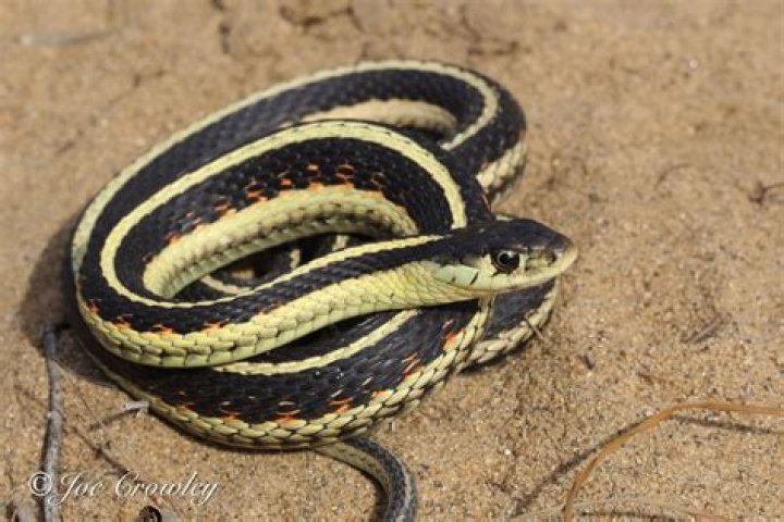 Enchanting Garter Snake Eyes: A Captivating Sight