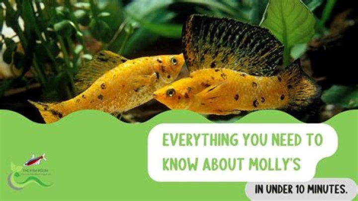 Everything You Need To Know About Molly Norbitt