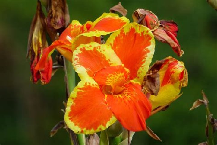 Flowers Of Peru: Explore The Vibrant Botanical Wonders