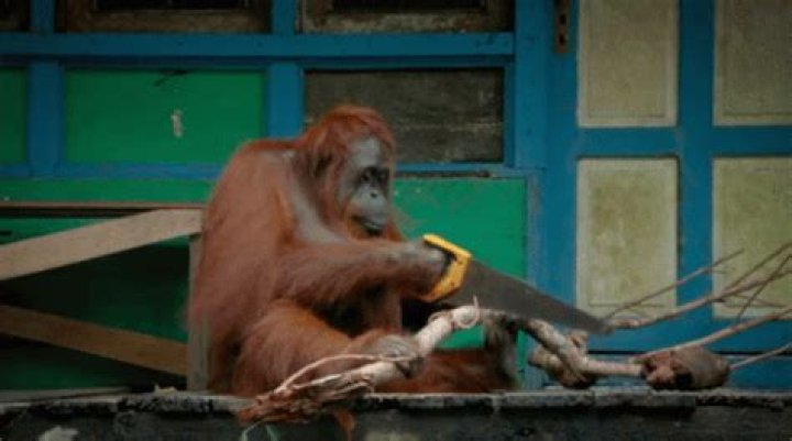 Hilarious Orangutan Hammer In Action [GIF]