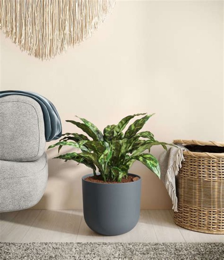 Jade Pender: Your Go-to Plant Care Expert