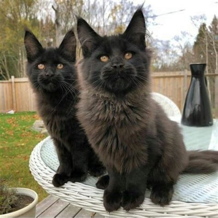 Majestic Black Maine Coons: Elegance And Beauty