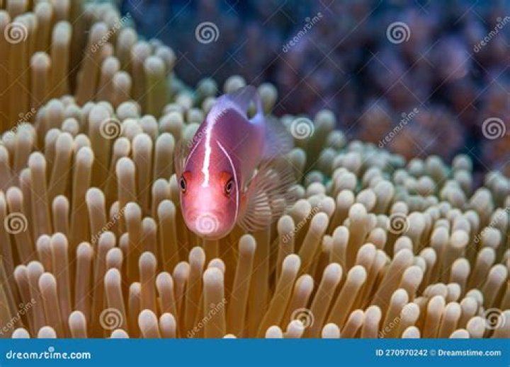 Majestic Pink Skunk Anemonefish: A Coral Reef Wonder