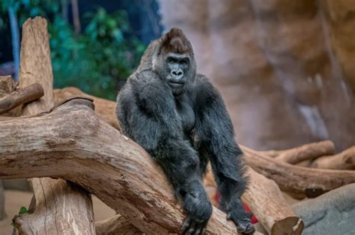 Meet Charlie The Famous Gorilla At The Washington, D.C. Zoo