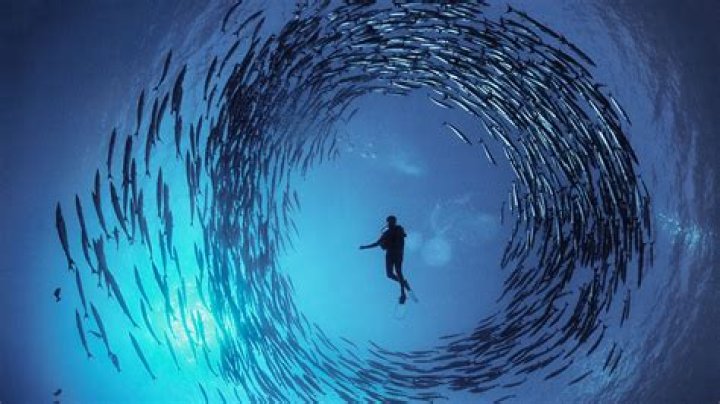 Meet The Master Photographer: Paulo Chavez
