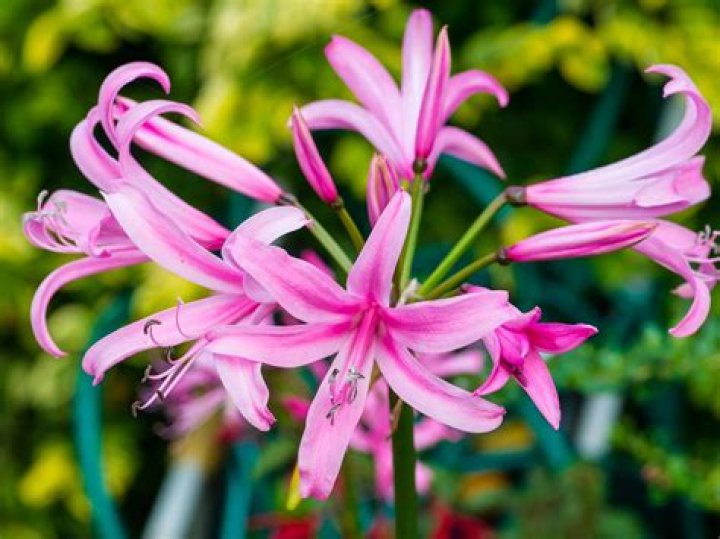 Nerine Blooms In Winter: A Guide To Cultivation And Care