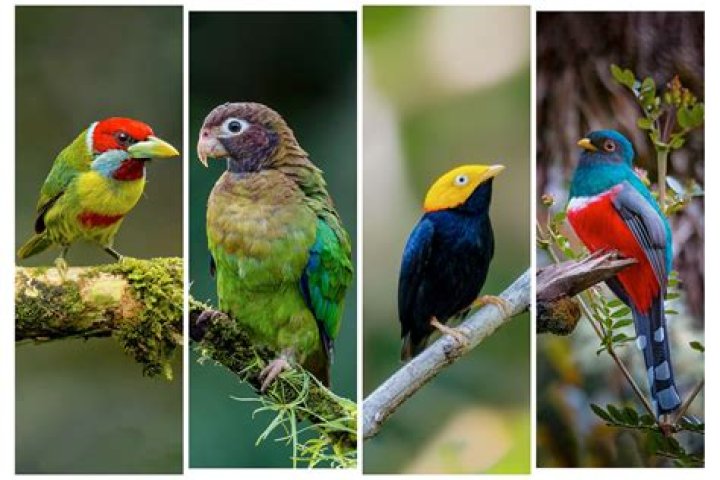 Peru Birds: Stunning Photographs Of Avian Beauty