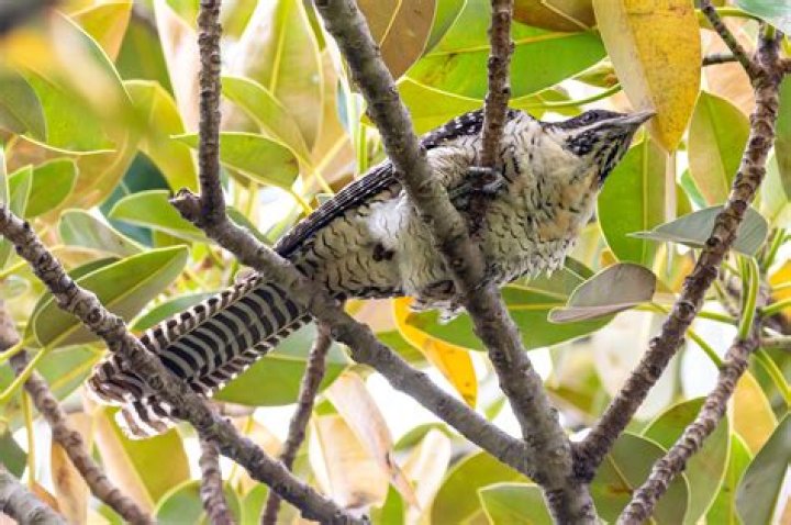 Pheasant Cuckoo: A Unique Bird With Distinct Features And Behavior