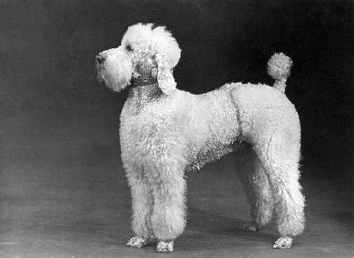 Poodle Clipping Olympics: The Ultimate Canine Grooming Competition