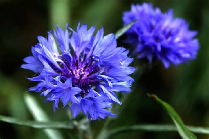Stunning Cornflower Seedling Photos: Capture Nature's Beauty