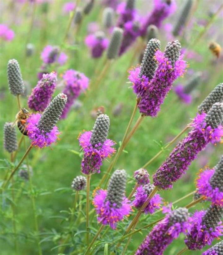 Stunning Purple Clover Images: Enhance Your Designs