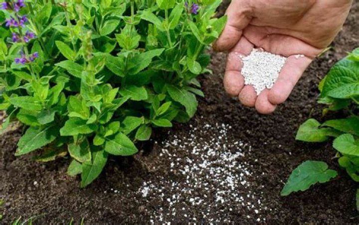 Stunning Visuals: Pictures Of Essential Fertilizers For Thriving Plants