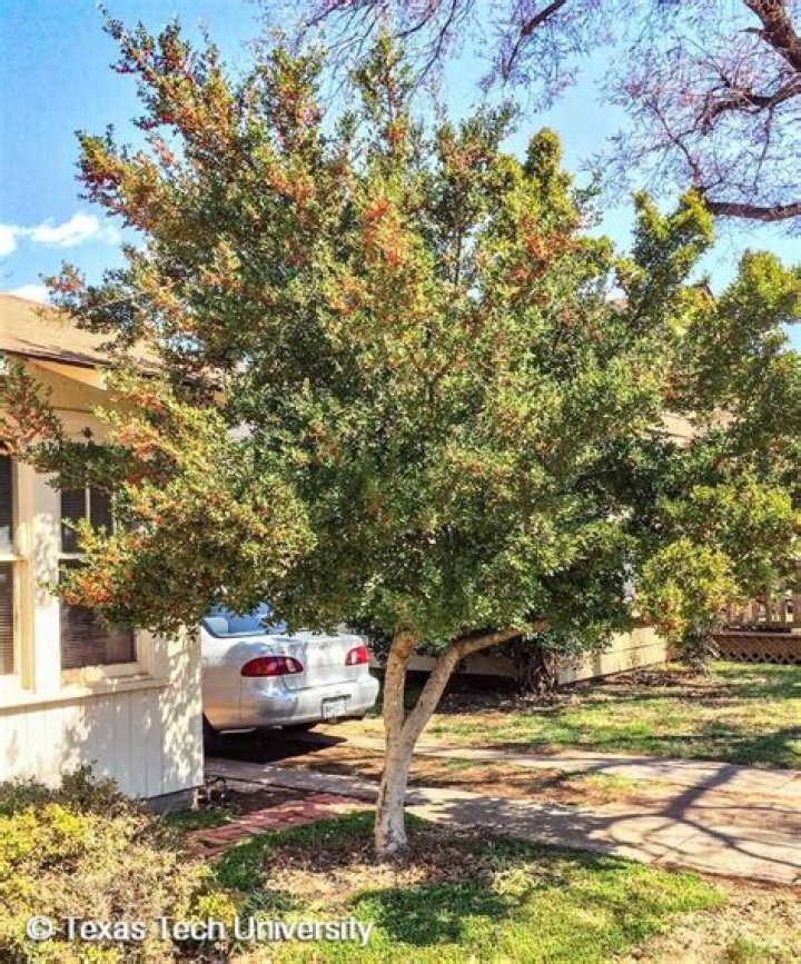 The Comprehensive Guide To Texas Holly Trees: Unlocking The Beauty And Benefits