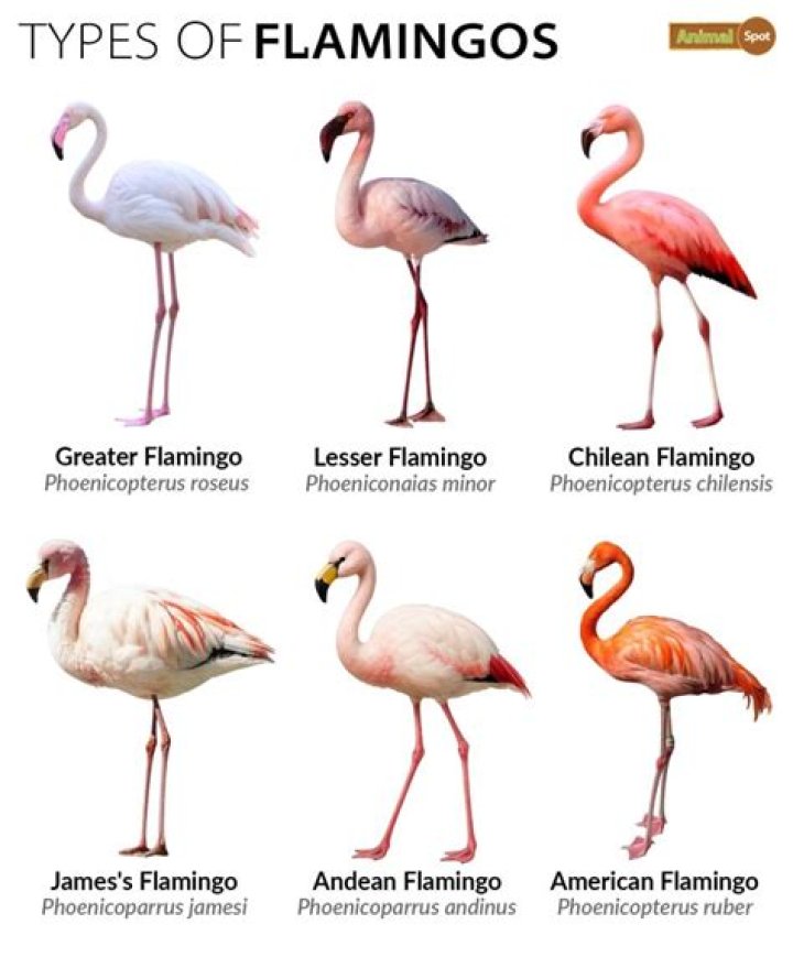 The Mesmerizing World of Live Flamingos: Nature&rsquo;s Grace in Motion