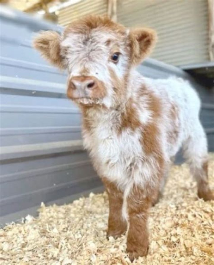The Newest Highland Calf: Aww-Inspiring Cuteness Overload