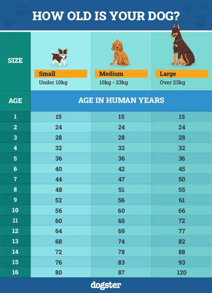 The Ultimate Guide To Dog Years: Unleashing The Secrets Of Your Pup's Longevity
