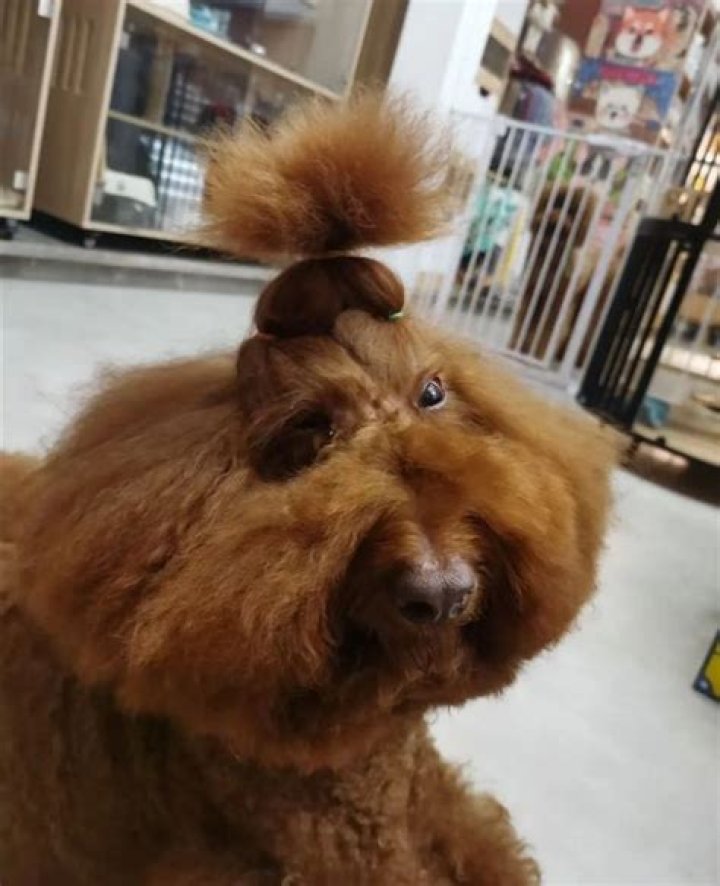 The Ultimate Guide To Hilarious Dog Haircuts