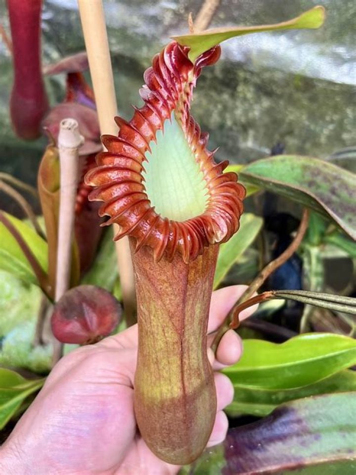 Unveil The Enigmatic Carnivorous Plant: Nepenthes Harryana