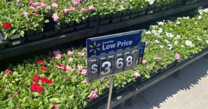 Walmart Bedding Plants: Grow A Vibrant Garden Today